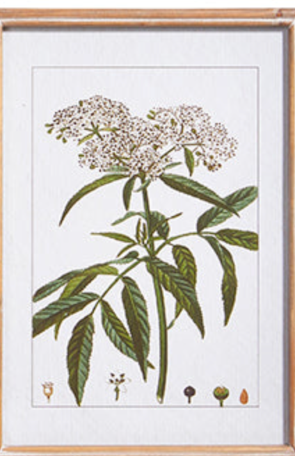 18" Botanical Framed Art