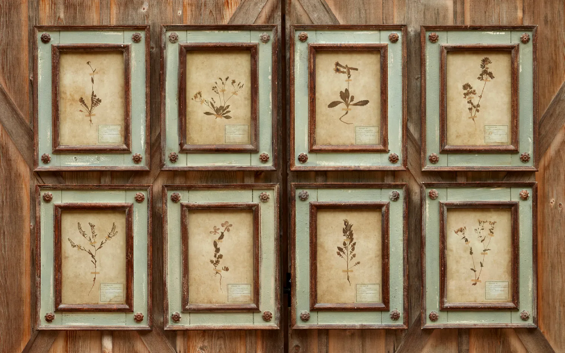 Framed Botanical Prints