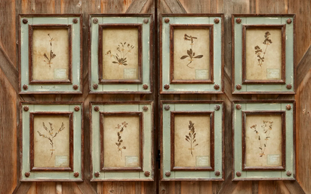 Framed Botanical Prints