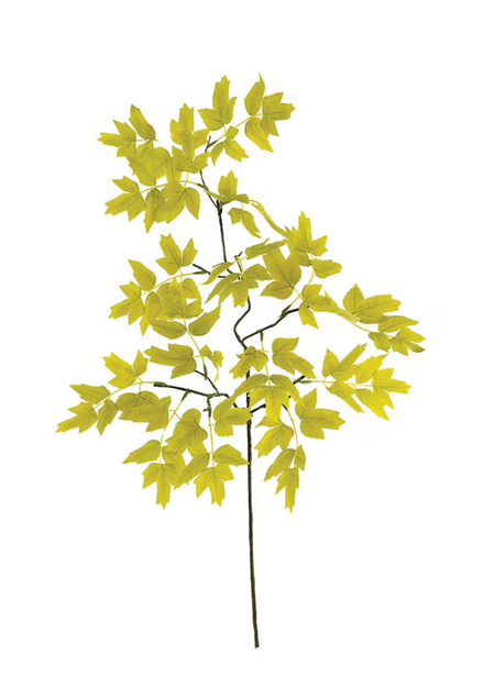 Botanica Stem