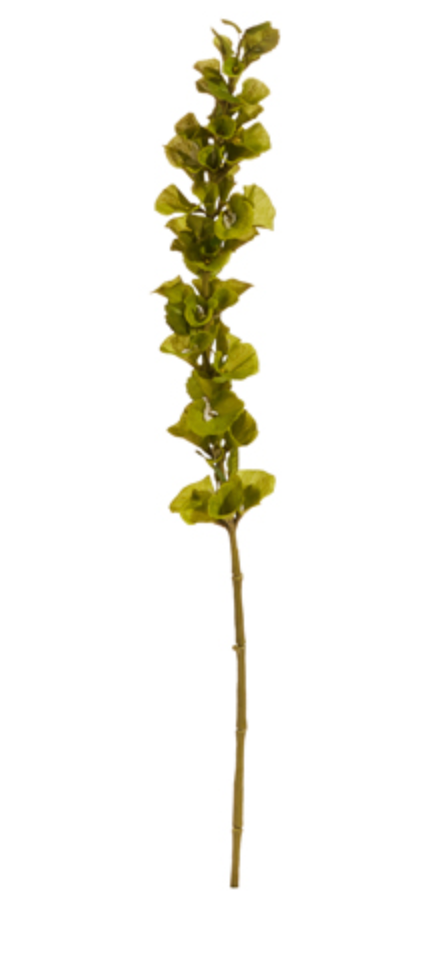 42" Bells of Ireland Stem