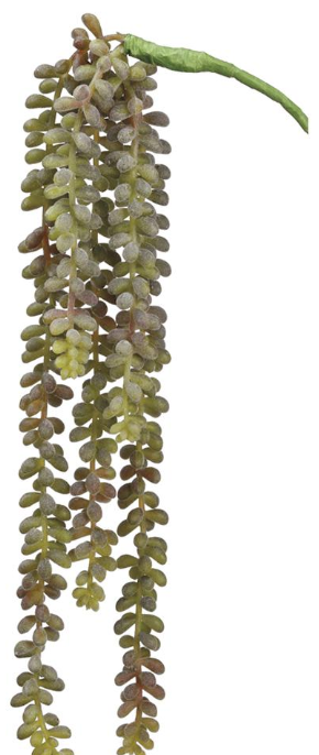 19" Donkey Tail Vine