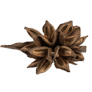 Natural Star Pod
