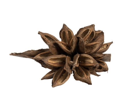 Natural Star Pod