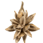 Bleached Star Pod