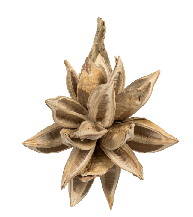 Bleached Star Pod