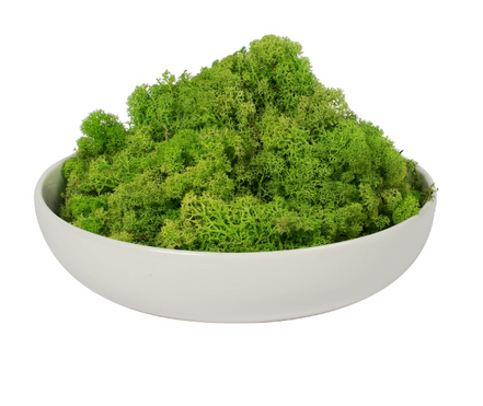 Bag of Preserved Reindeer Moss