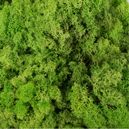 Bag of Preserved Reindeer Moss