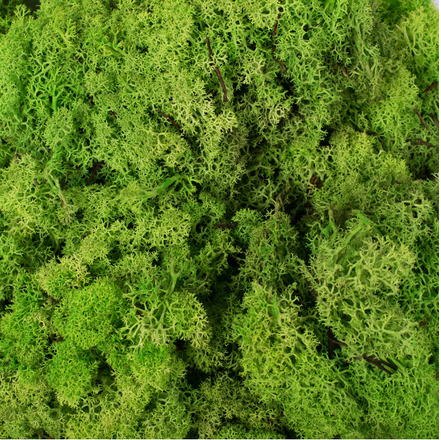 Bag of Preserved Reindeer Moss