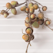 Green Acorn Stem