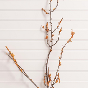 Orange Berry Stem