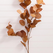 Eucalyptus Leaf Stem