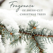 Frasier Fir Heritage 13oz Poured Candle
