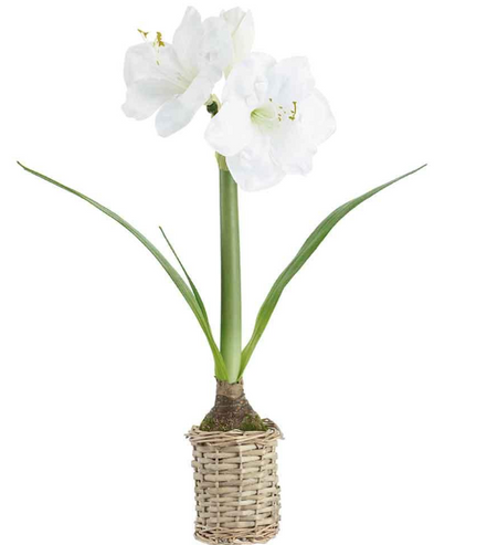 White Amaryllis in Basket 20.5"