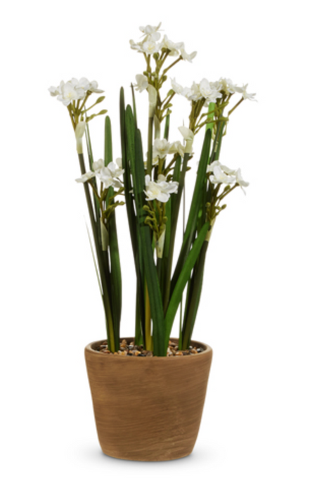 Potted Narcissus