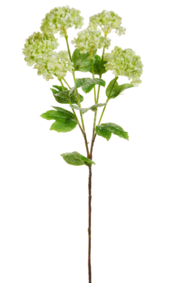 Green Snowball Iced Hydrangea 24