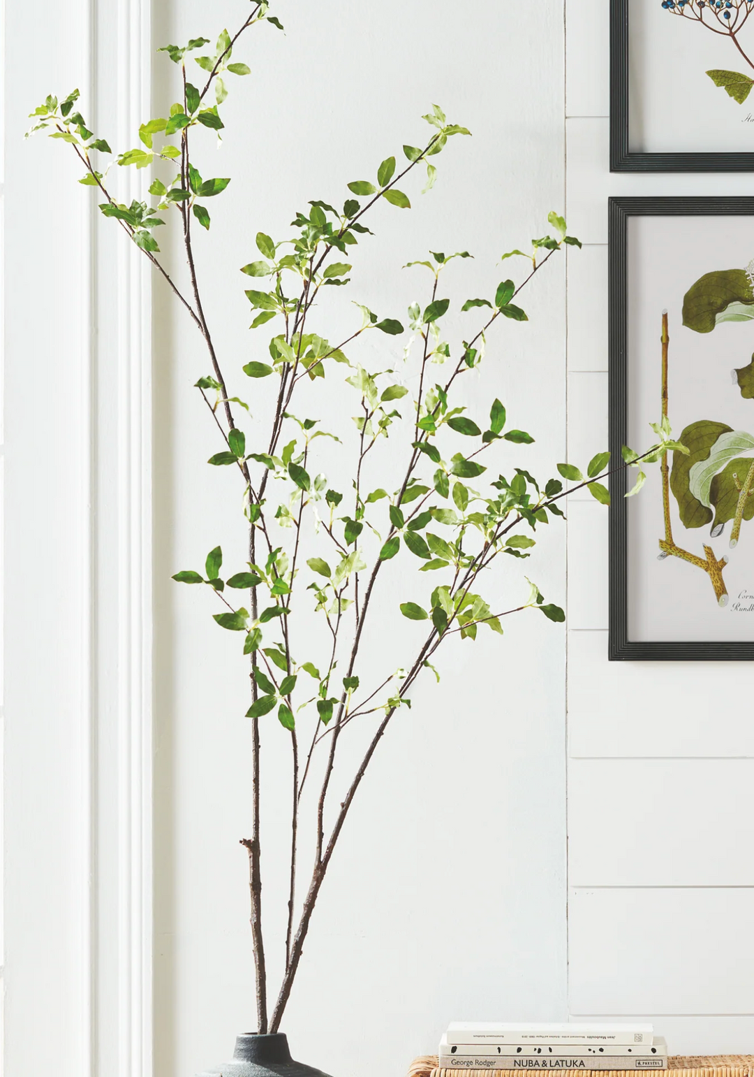 Pittosporum Branch 78"