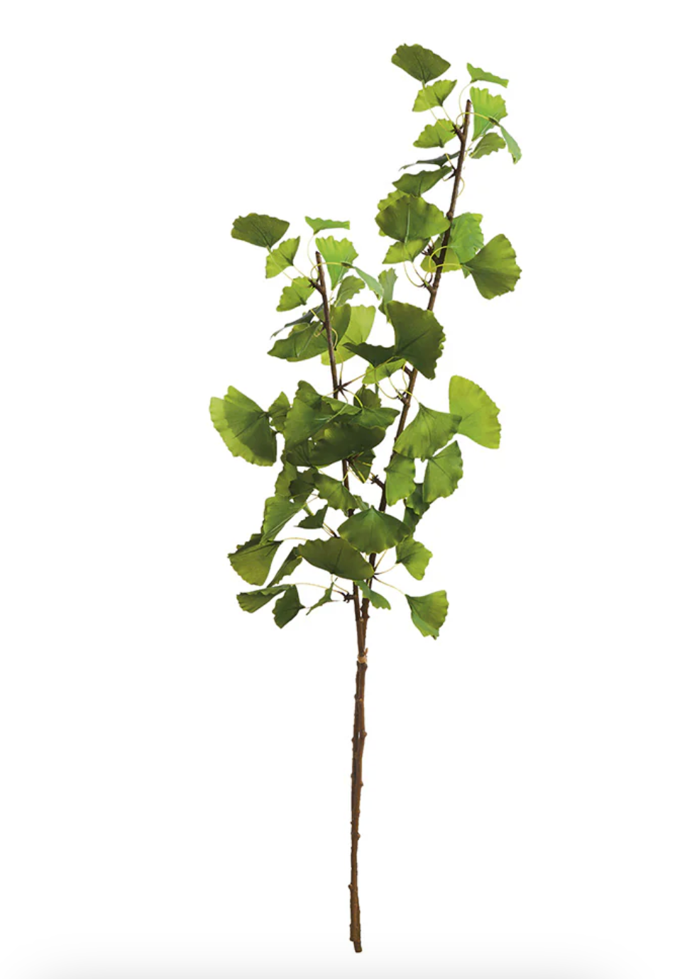 Ginkgo Branch Bundle 40