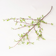 Willow Buds Branch