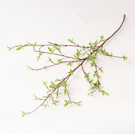 Willow Buds Branch
