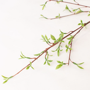 Willow Buds Branch
