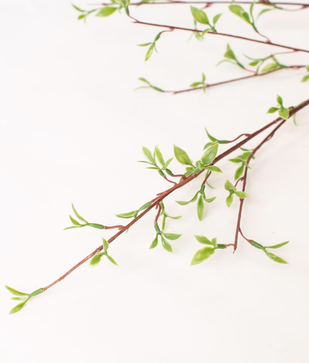 Willow Buds Branch