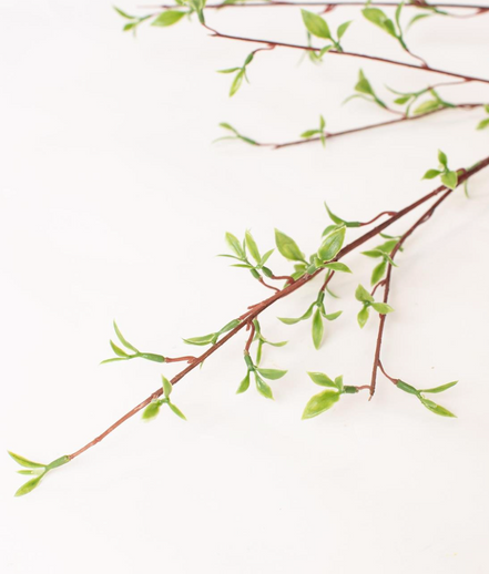 Willow Buds Branch