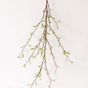 Willow Buds Branch