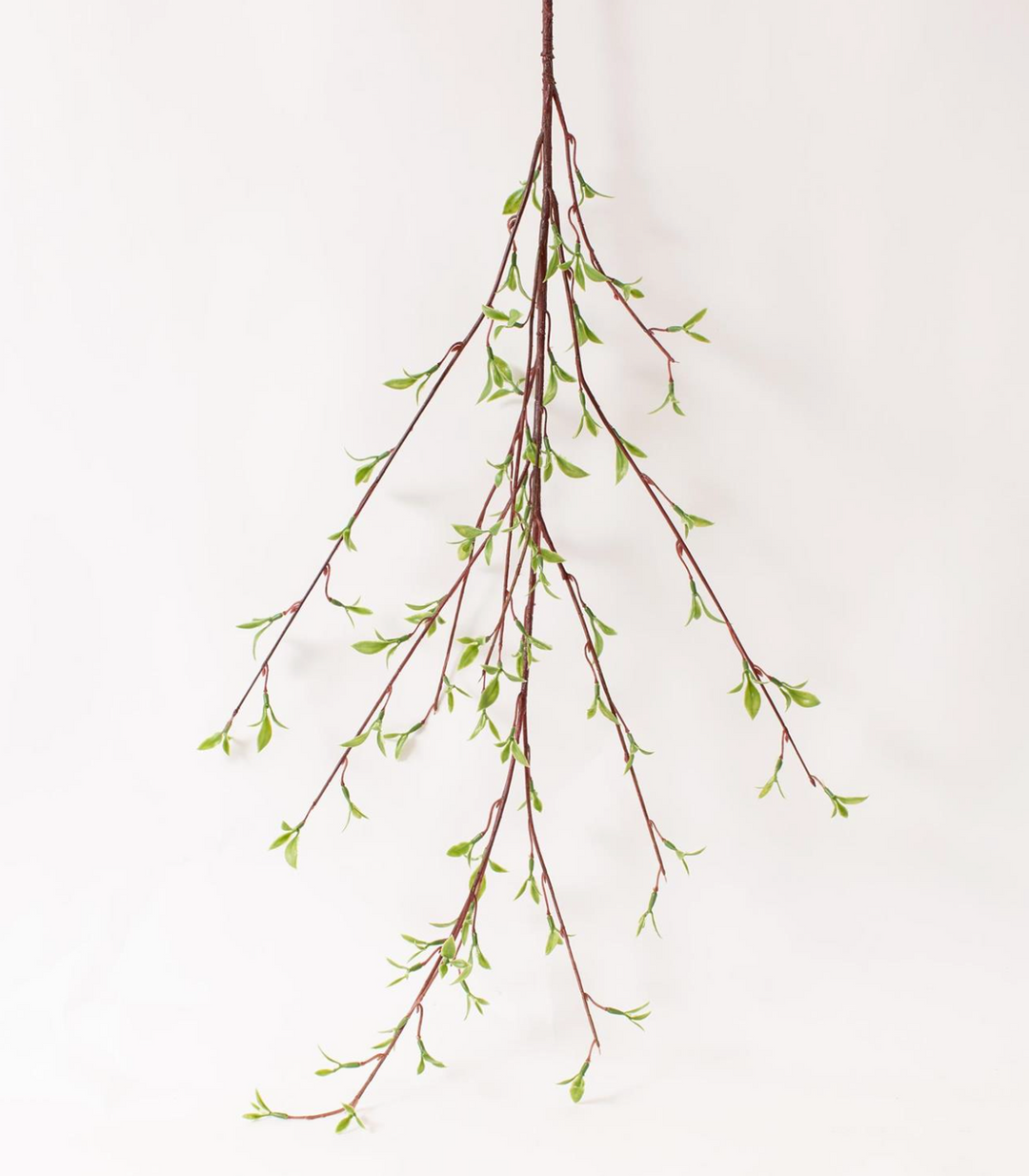 Willow Buds Branch