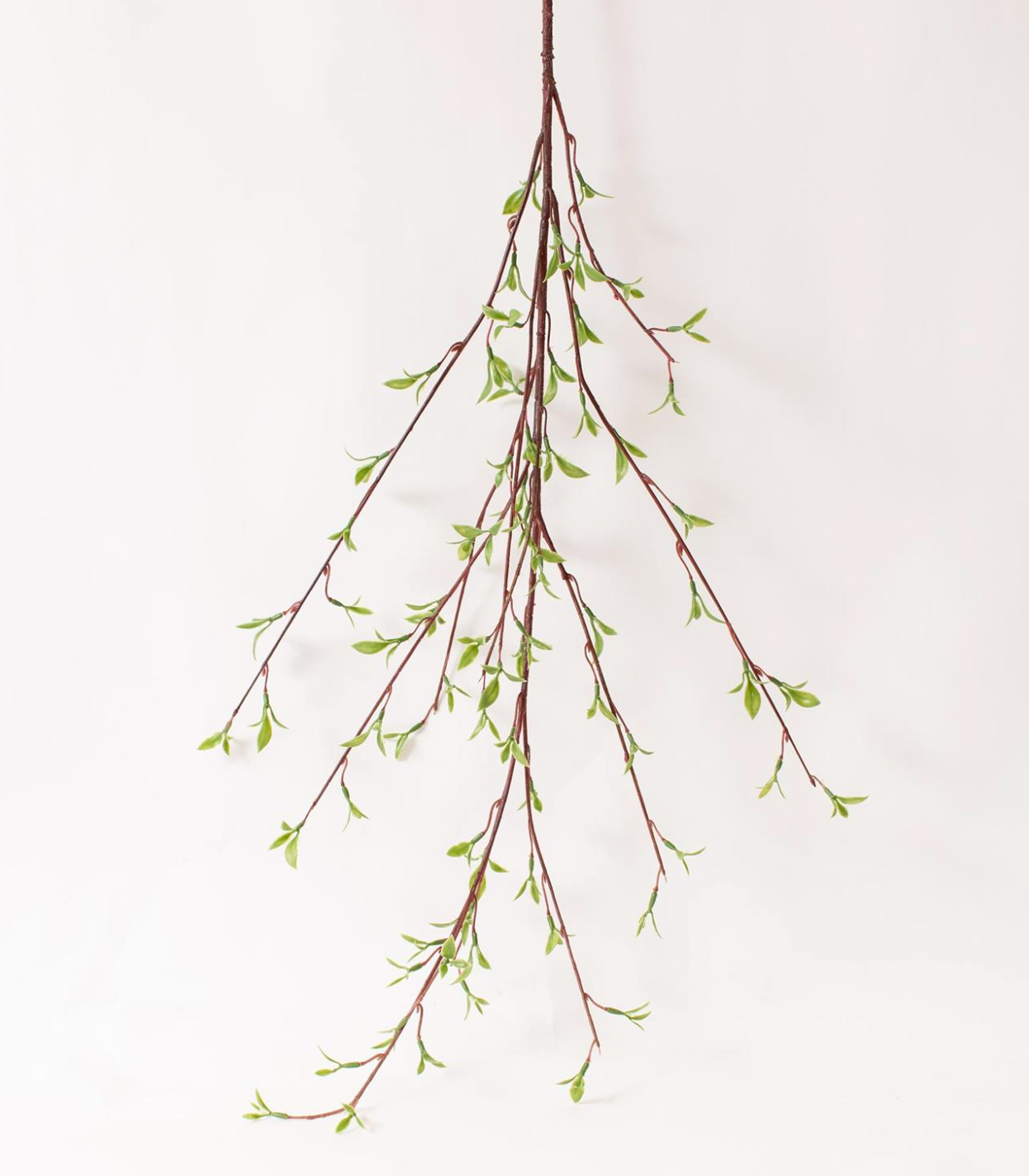 Willow Buds Branch