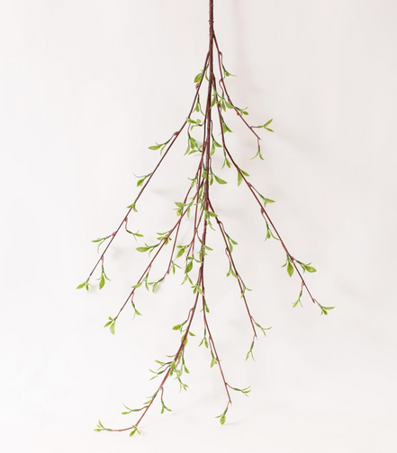 Willow Buds Branch