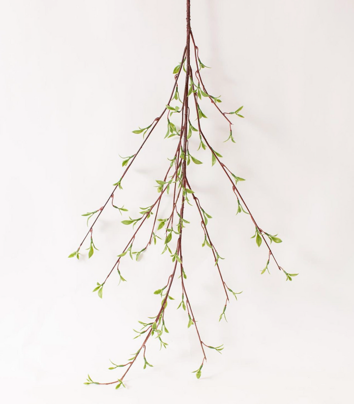 Willow Buds Branch