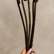 Fiddle Head Fern Bud Bunch