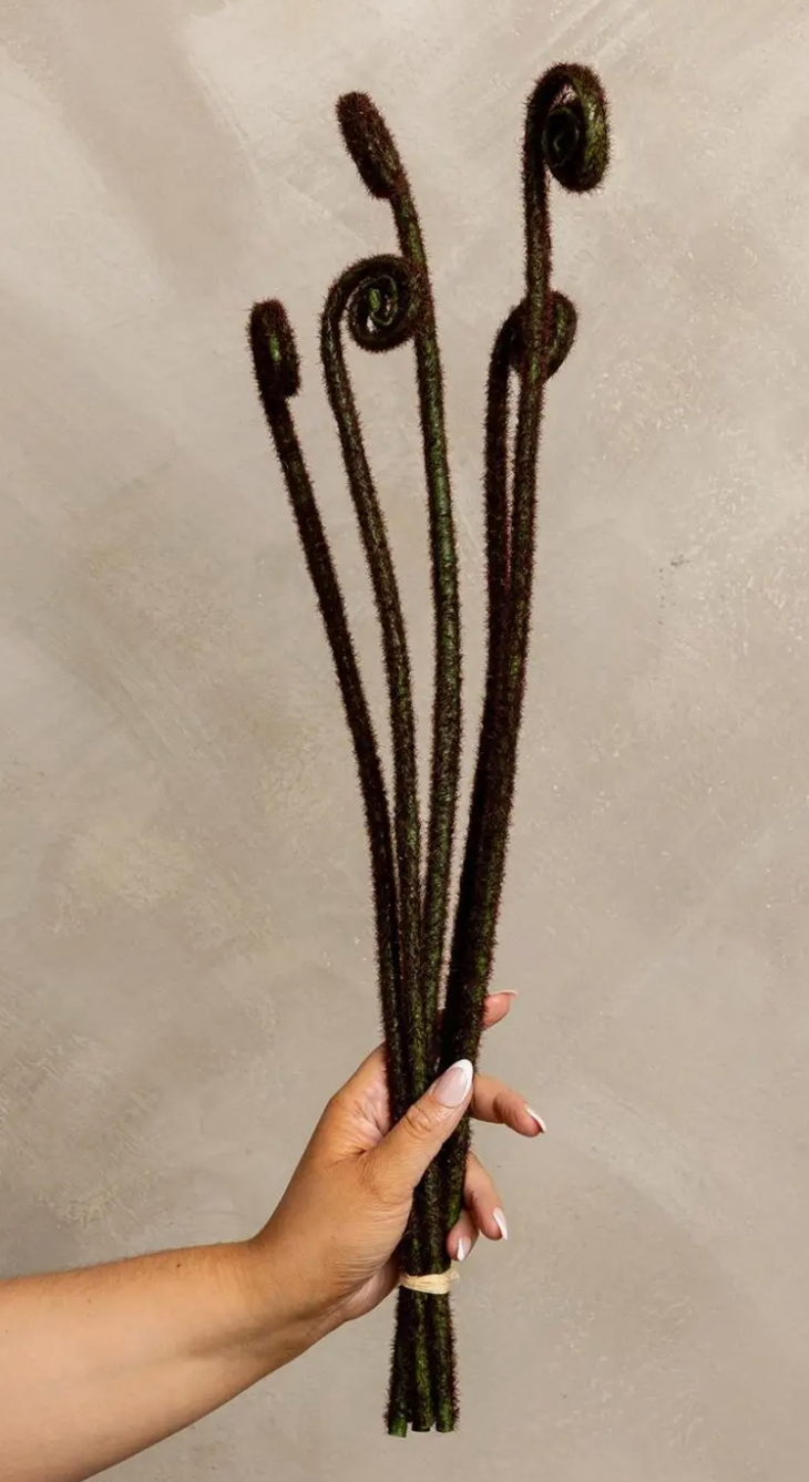 Fiddle Head Fern Bud Bunch