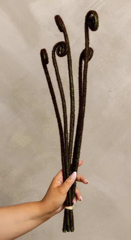 Fiddle Head Fern Bud Bunch