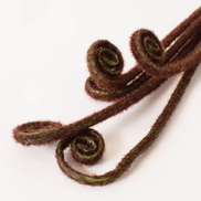 Fiddle Head Fern Bud Bunch