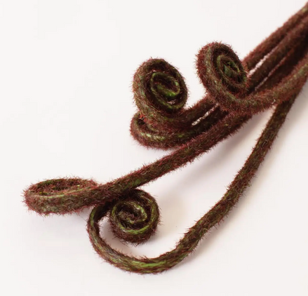 Fiddle Head Fern Bud Bunch