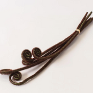 Fiddle Head Fern Bud Bunch