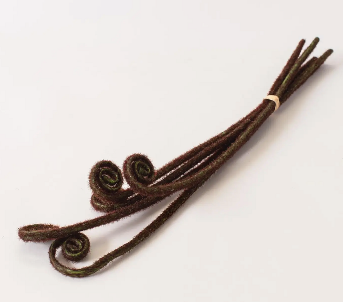 Fiddle Head Fern Bud Bunch