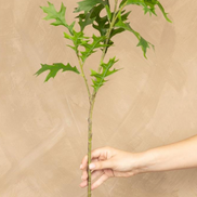 Green Oak Leaf Stem