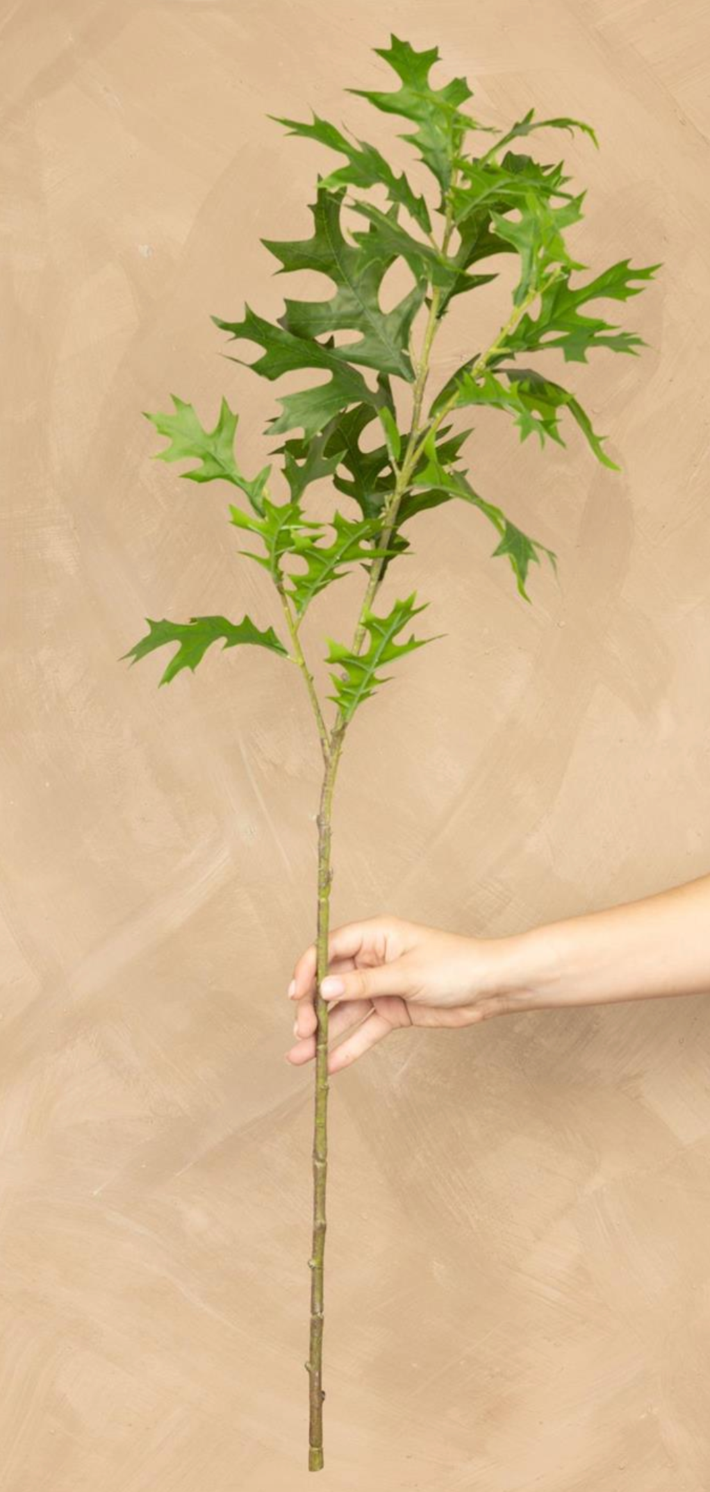 Green Oak Leaf Stem