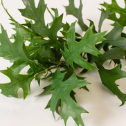 Green Oak Leaf Stem