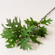 Green Oak Leaf Stem