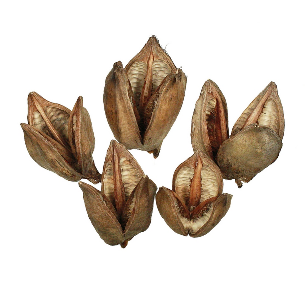 3-4" Sorel Pod