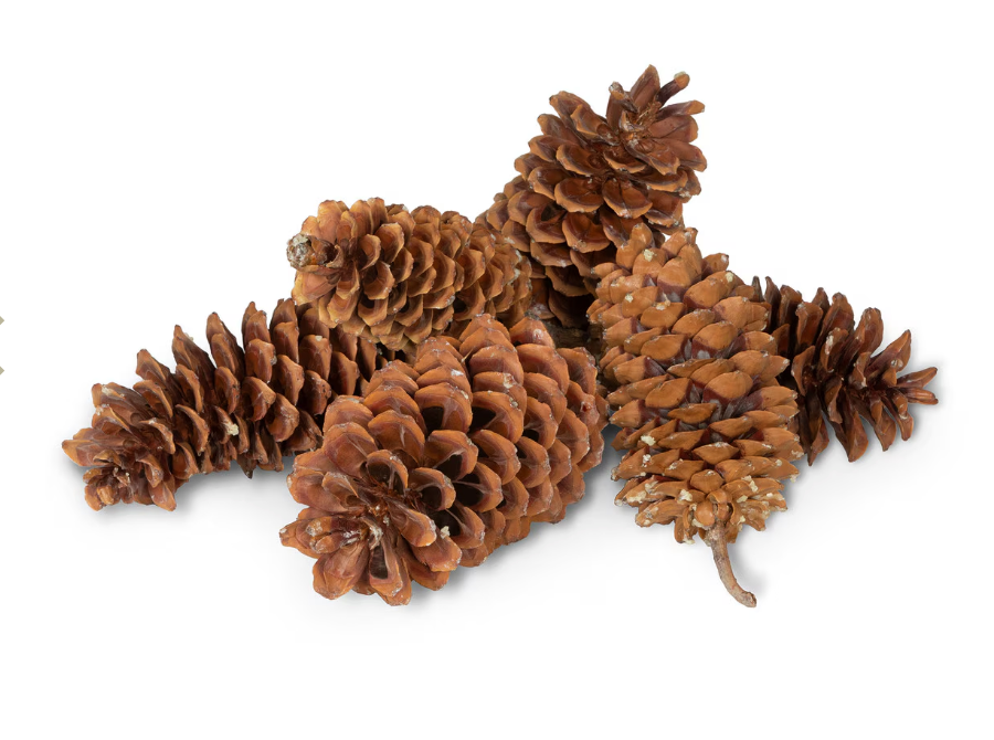 Sugar Pine Cones