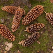 Sugar Pine Cones