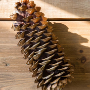 Sugar Pine Cones
