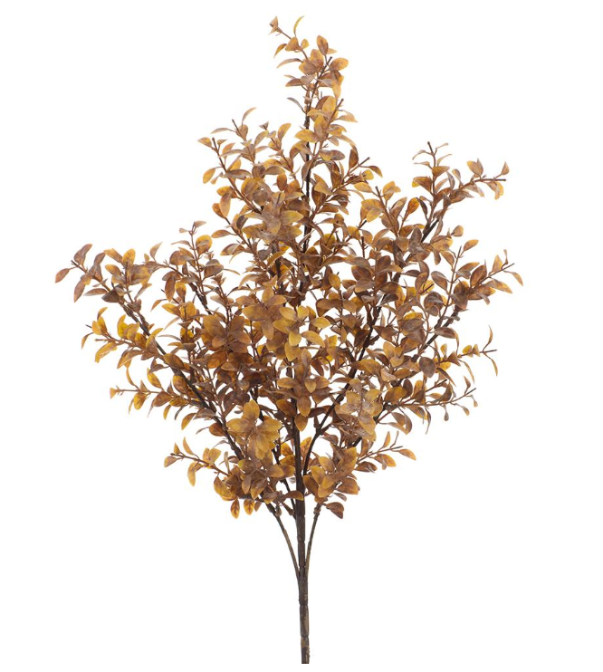 Brown/Tan Tea Leaf Bush