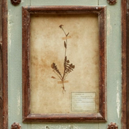 Framed Botanical Prints