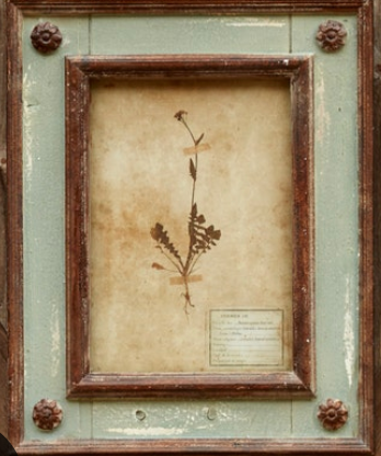 Framed Botanical Prints